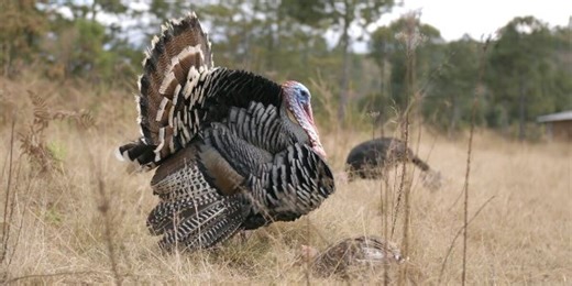 Drop reported in TN’s 2025 spring turkey hunting season compared to previous years