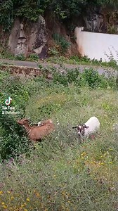 89K views · 3.7K reactions | NYAAR _ Élevage de chèvres _Algérie | NYAAR _ Élevage de chèvres _Algérie | Facebook