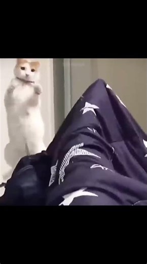 #catshorts #funny #clumsypaws