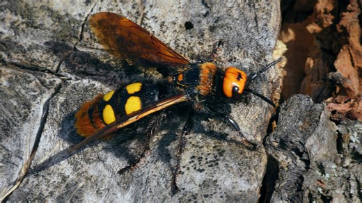 European Mammoth Wasp ~ Megascolia maculata 🐝
