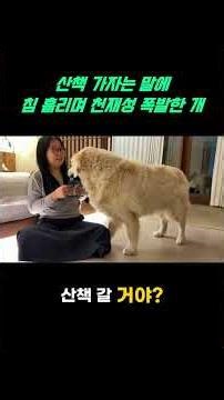 Genius Momo's adorable reaction to a walk! #Retriever #Puppy #DogVideo