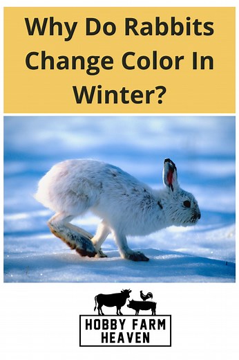 Why Do Rabbits Change Color In The Winter
