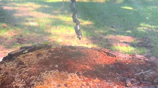 Watch Tree Stump Removal Using SOMADA Auger Drill Bit on Amazon Live