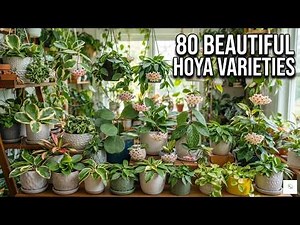 80 Beautiful Hoya Varieties | Wax Plants You'll Love
