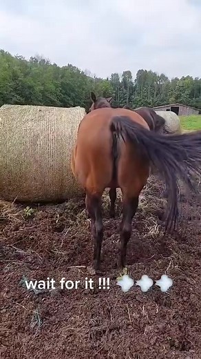 Best horses farts !#horse#horsesoftiktok#funnyanimal#usa#funny | Funny Pets