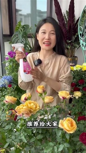 Save Your Roses: Quick Fix for Insect Infestation