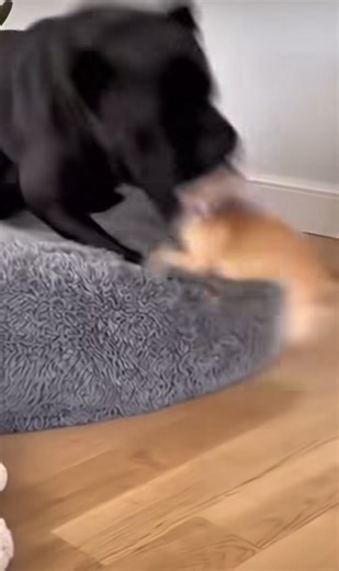 #canecorso #canecorsolovers #canecorsopuppies #canecorsolife #canecorsomastiff