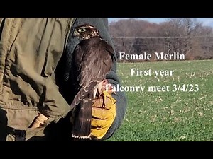 Free flight with a Merlin! Full flight and slow mo!