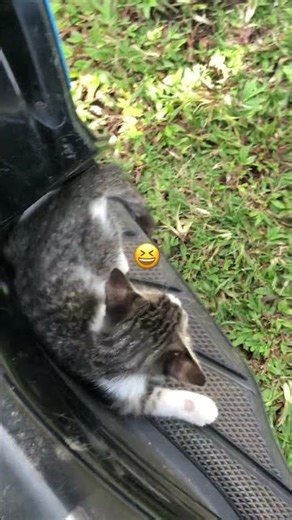 A cat is relaxing on a motorcycle #cat #cats #catshorts