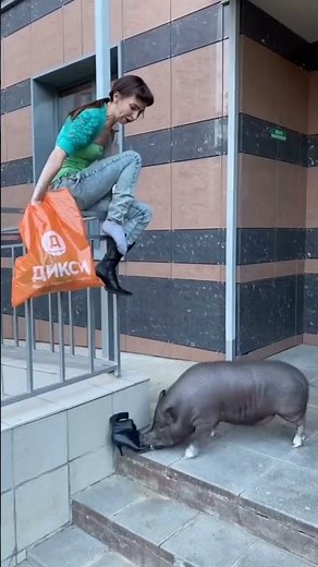 Pig attacks woman after hearing the word 'pork' in Moscow