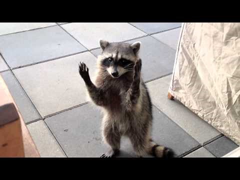 Raccoon Trick - Clapping (Boyd)