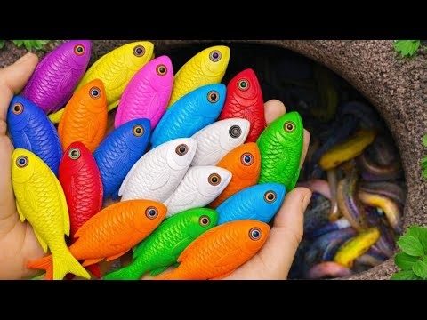 Catch Colorful Aquarium Fish in Giant Colorful Egg, Tiger Tetra, Pencil Fish, Eel, Baby Turtle,Koi