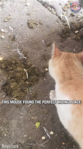 Cats are not that smart after all 😹 | Bright Side