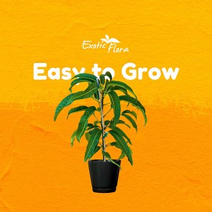 35 reactions | ✨Love mangoes? Why not grow your own? 省Our premium mango plants are easy to grow and perfect for every backyard or balcony. Choose from a wide range of varieties and start your mango journey today! " | Exotic Flora | Facebook