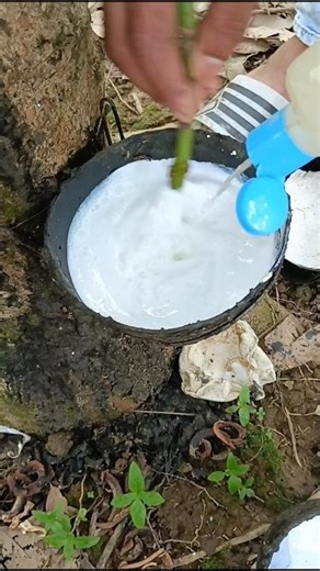 Pure tree milking #asmr #rubbertree #harvesting #latex