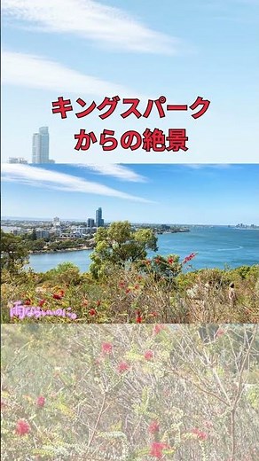 【オーストラリア】1分で巡るパースの魅力 | パース観光ガイド#パース #オーストラリア旅行 #海外旅行 #クオッカ #絶景 #Perth #Australia