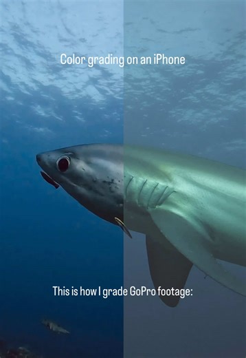 iPhone Underwater Color Grading: GoPro 11 Vivid Warm