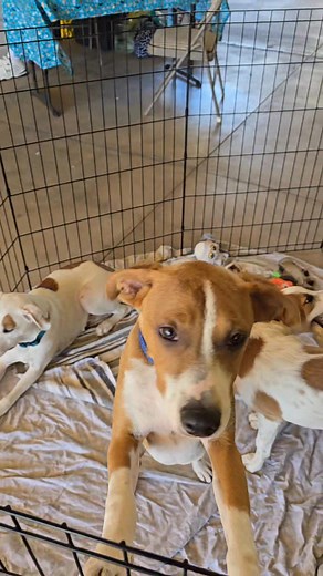 We are here TODAY until 3pm. SUNDAY🐶 11am-3pm Wiggles and Wags Pet Resort 1811 E. Baseline rd Tempe, AZ | Puppy Luv Animal Rescue