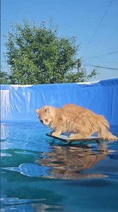 Adventurous Cat Swims and Plays in a Backyard Pool