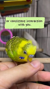 Budgie Facts Every Parent Should Know✅🐤 #budgies #budgiecare #birdlife | Ven Anastacio