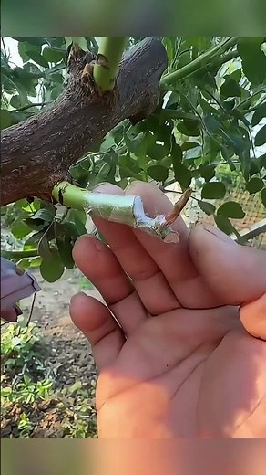 🌱 Learn how to graft step by step
