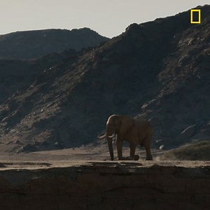 These crumbling sandbanks could be a problem for this elephant looking for a meal—but not for a sand surfing pro. From James Cameron and narrated by Natalie Portman, #SecretsOfTheElephants premieres April 21 on National Geographic and April 22 on Disney and Hulu. | National Geographic History