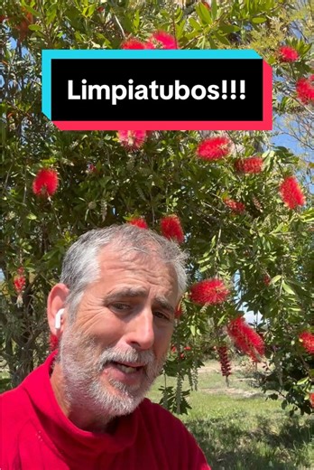 Callistemon: Un Arbusto Espectacular con Flores Increíbles