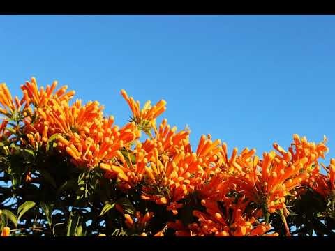 A Course in Miracles (ACIM) Workbook: Lesson 19