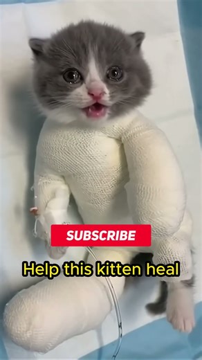 #SadCat #SickCat #SaveTheCat #PrayForCat #CatNeedsHelp #HelpThisCat