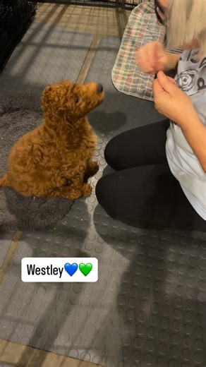 Must Love Doodles on Instagram: "Westley💙💚 The puppies are doing great with their basic commands. We teach these commands by capturing the behavior instead of luring. The puppies actually learn what the commands mean this way. The key is to give them time to think about what I asked them to do and not to repeat the command. I love watching them think! Holly x Rudy's "W" Litter of F1bb Mini Labradoodles! This is their fourth and final litter together. All of these amazing puppies have been rese