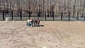 Avialable for adoption. Orphan Nurse Mare foals at Last Chance Corral in Athens, OH. Many of these foals were just 1 day old when they got here 3 days ago. Please get approved to adopt and give homes to these sweet young-uns. Visit lastchancecorral.org and follow the steps outlined there. There isn't an aplication it is a process All you need to do is read all of the policies and FAQs then follow some simple instructions. And ta-da you're in! | Last Chance Corral