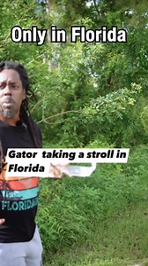 Gator taking stroll | Omgitswicks