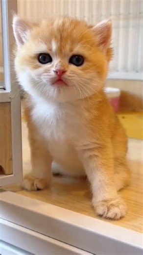 Billi palne ke fayde Part (2)# #Cat video #Virel short 🌹♥️#Vimal #Billu cat #,🌹🌹🌹