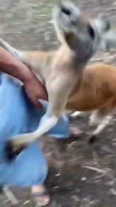 How to Become Hog Rider 🦘🥰 | The Urban Rescue Ranch