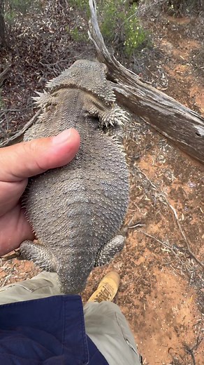 Chunky Central Bearded Dragon Release in Balranald NSW