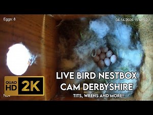 🔴🔊Bird Nest Box Webcam In Derbyshire - Birds Nesting (NB4)