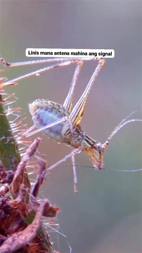 A katydid is a leaf-like insect related to grasshoppers and crickets. It is usually green, lives in trees and bushes, and is active at night. Male katydids make loud chirping sounds by rubbing their wings together. They mainly eat leaves, flowers, and sometimes small insects. #macrovideo #macro #insects | Rav H. Olibay