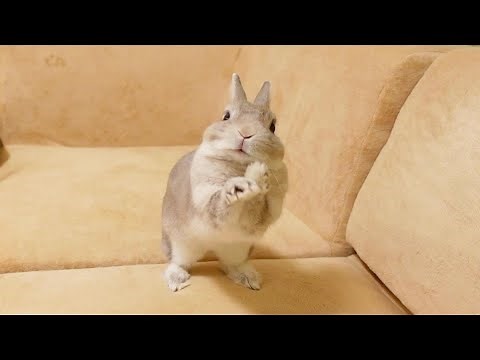 うさぎさんが身振り手振りでメッセージを伝えてくるので、思いつくことをやってみてあげました