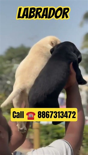 Cute Labrador Puppies for Sale 😍 | Pure Breed | Ready to Go 🐾 | Best Family Dogs ❤️#labrador