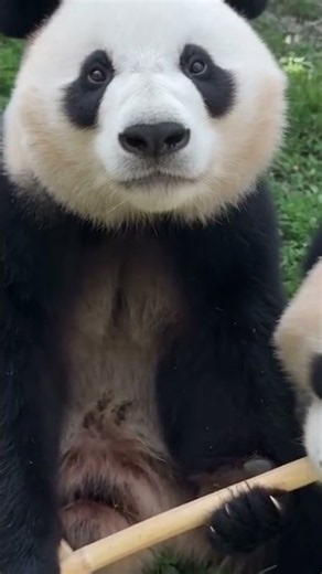 When Pandas Turn Into Little Comedians 🤣🐼#viralvideo #foryou #funny