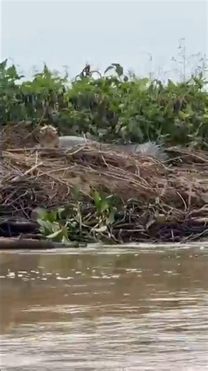 Caiman Hunts a Crocodile!