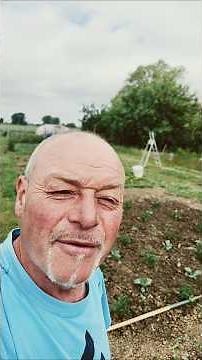 How to transplant your red beets?