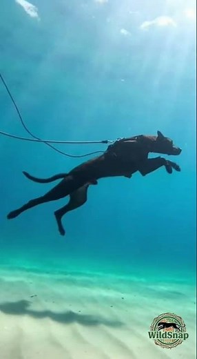 Scuba Diving Dog