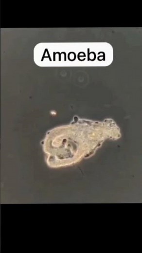 How amoeba engulf its food ?