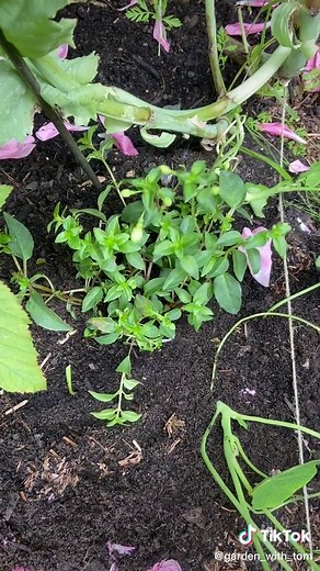 Hand Trowel Tips for Gardening Enthusiasts