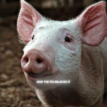 Spider and piglet became good friends