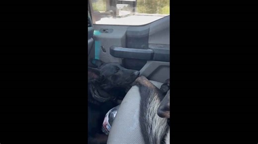 Dog hilariously scratches its itchy toe in California, USA