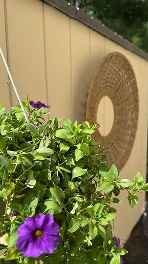 Alyssa Vilardi | DIY + FLIPS on Instagram: "For the fairies 🧚 AD painting this textured shed was SO much easier with the @wagnerspraytech Control Pro 170. It dips right into your bucket, even a 5 gallon! Ideal for large projects like this. Follow because we still have to build a fire pit and arbor! Comment "SHED" and I'll ✉️over my sprayer and everything I used to make this space magical! Also should I paint the trellis white or leave it wood?? Help! #wagnerpartner #outdoormakeover #cottagecore