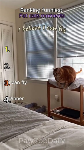 #ranking funniest fat cats moments.
