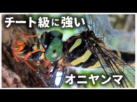 [Slow commentary] The strongest insect, the giant dragonfly